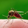 Primarul Capitalei, Nicușor Dan, anunță măsuri împotriva țânțarilor, pentru diminuarea pericolului infectării cu (...)