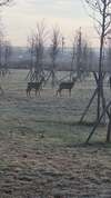 Târgu Jiu: Au reapărut căprioarele în Parcul Narciselor!