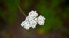Coada-Șoricelului: Planta miraculoasă cu proprietăți vindecătoare