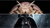 FOTO Darth Vader chiar există! Este o stranie insectă uriașă, apărută din adâncuri: Ajunge la aproape trei kilograme