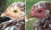 Găinile roșesc la fel ca oamenii când sunt entuziasmate sau speriate, arată un studiu