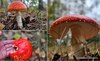 Amanita Muscaria, regina purpurie a pădurilor, plină de controverse. De ce a devenit atât de căutată ciuperca toxică