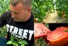 Pariul făcut de Laurenţiu, un legumicultor din Oltenia, cu care a dat lovitura. Un kilogram de roşii gigant poate (...)