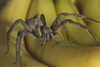 Un păianjen ascuns în lăzile cu banane face ravagii printre bărbați. Înțepătura sa poate provoca PRIAPISM, iar (...)