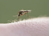 De ce sunt unii oameni mai „atractivi” pentru țânțari. Cauzele care stau la baza înțepăturilor
