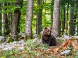 Un bărbat a fost atacat de urs într-un parc naţional din Croația