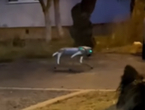 Câine robot, folosit de o familie din Cluj-Napoca pe post de animal de companie. „Unde vom ajunge?” (VIDEO)