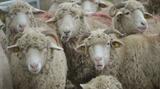 Pesta micilor rumegătoare lovește Dobrogea. Mii de oi și capre sunt omorâte