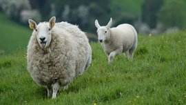 20 martie, ziua internaţională a fericirii