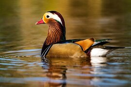 O superbă rață mandarin, rătăcită pe un lac din Oradea. Fotograf: „O experiență deosebită”